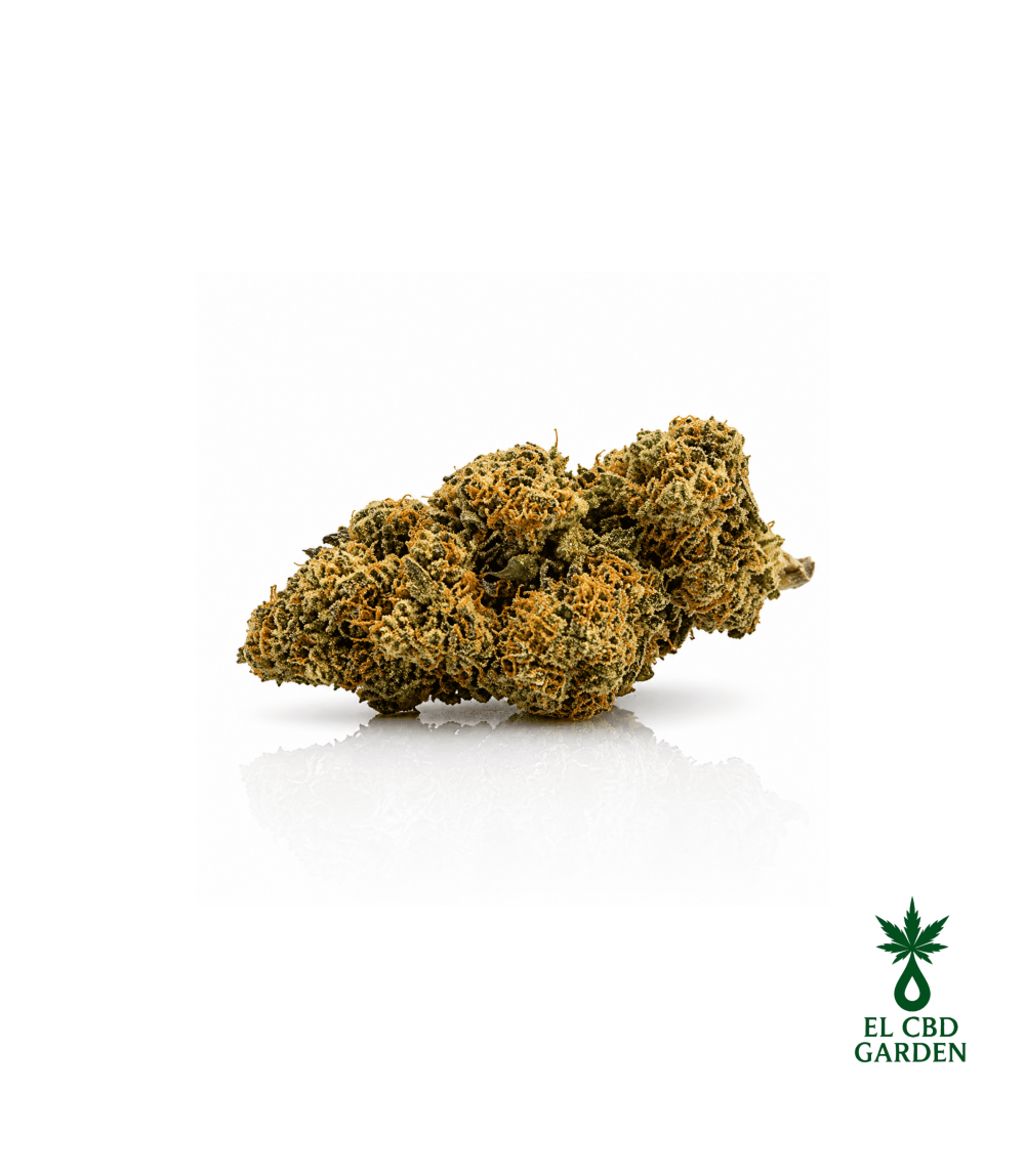 Kritikal Bilbo CBD