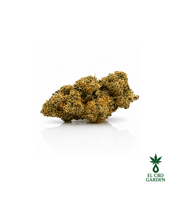 Kritikal Bilbo CBD